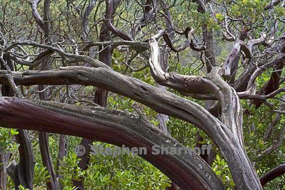 manzanita 1 graphic